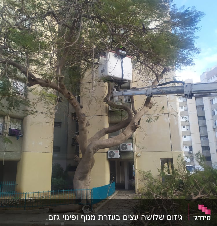 אדם בגובה גוזם עץ עם מנוף